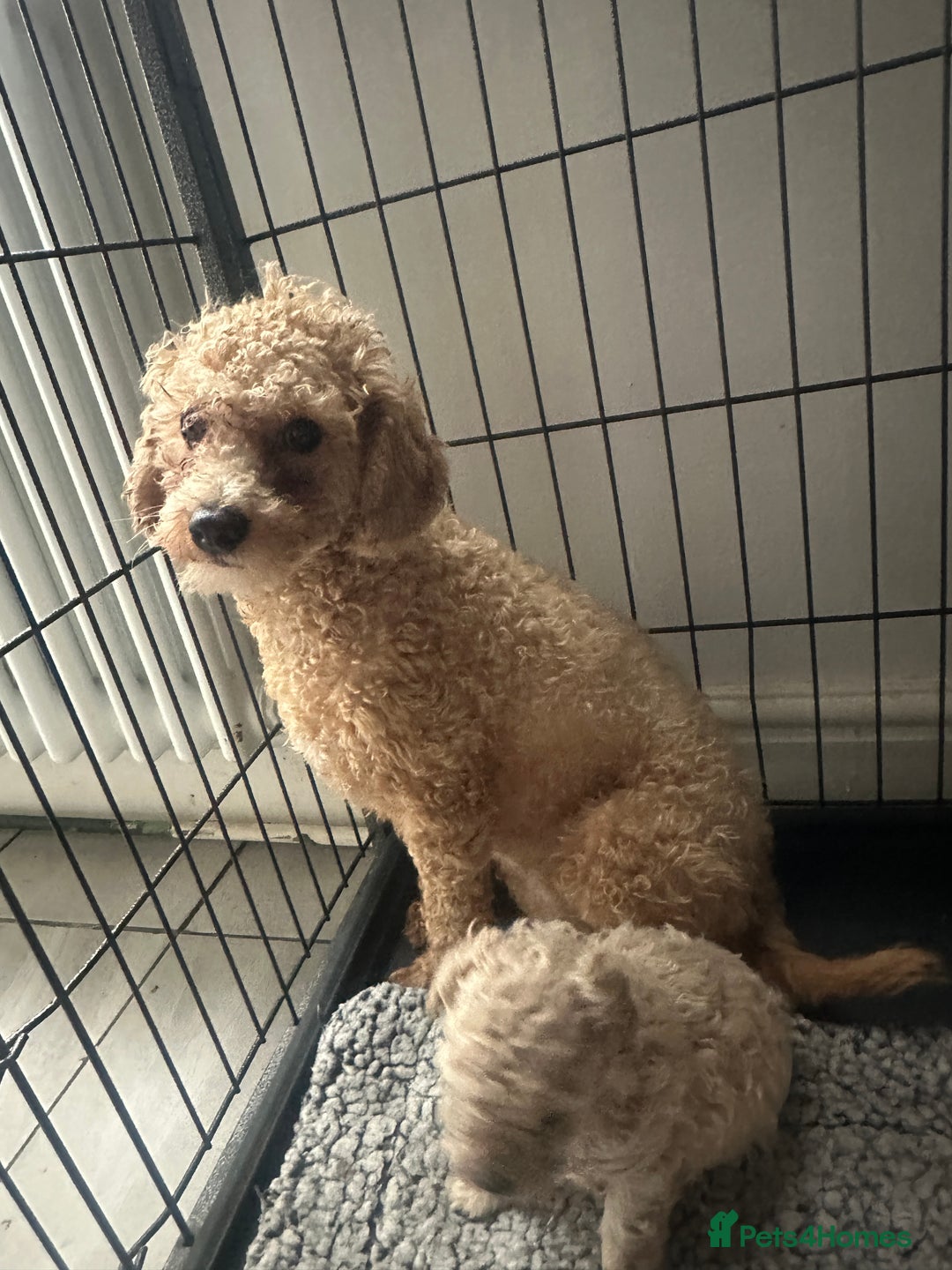 Cavapoo dogs for sale: Toy Cavapoo puppies for sale  - Image 7
