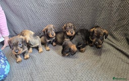 Dachshund dogs for sale: Dachshund wire haired (teckel pups) ✨ - Image 7