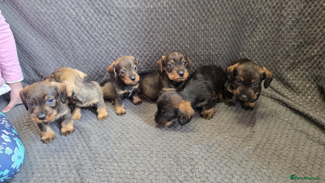 Dachshund dogs for sale: Dachshund wire haired (teckel pups) ✨ - Image 7