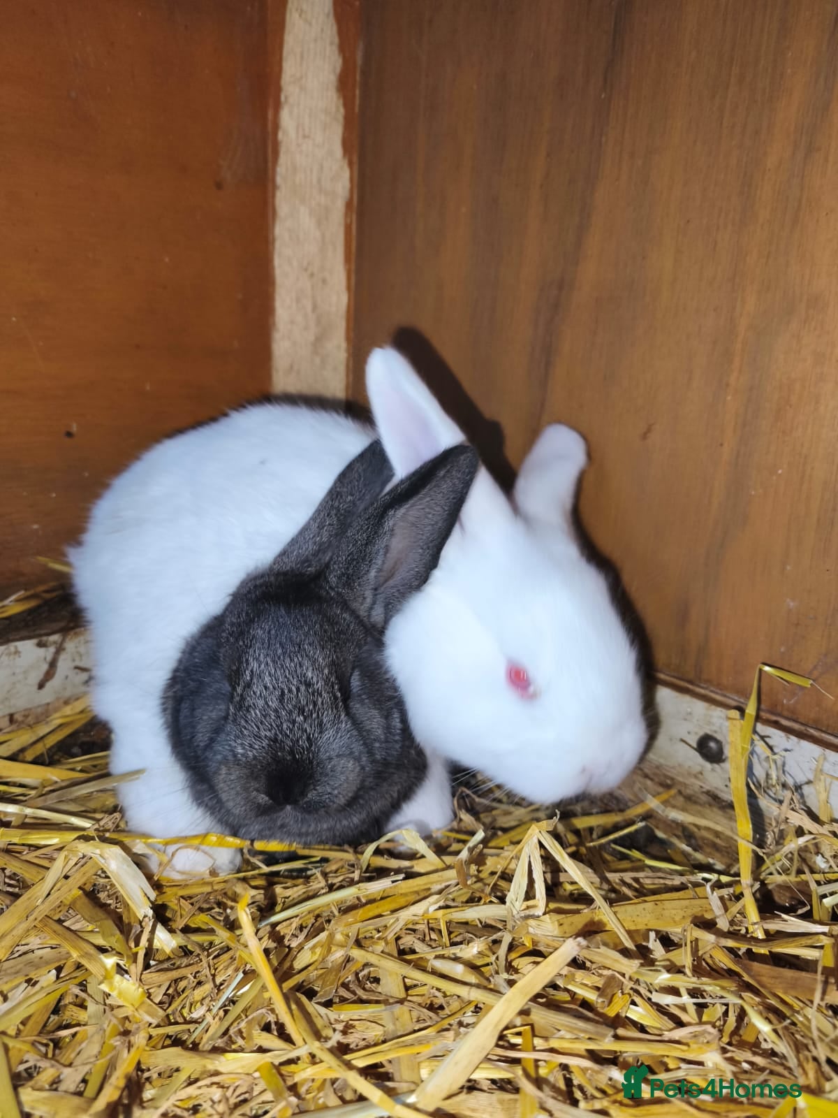 Continental Giant rabbits Continental giant baby rabbits - Advert 1