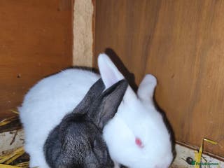 Continental Giant rabbits Continental giant baby rabbits - Advert 2