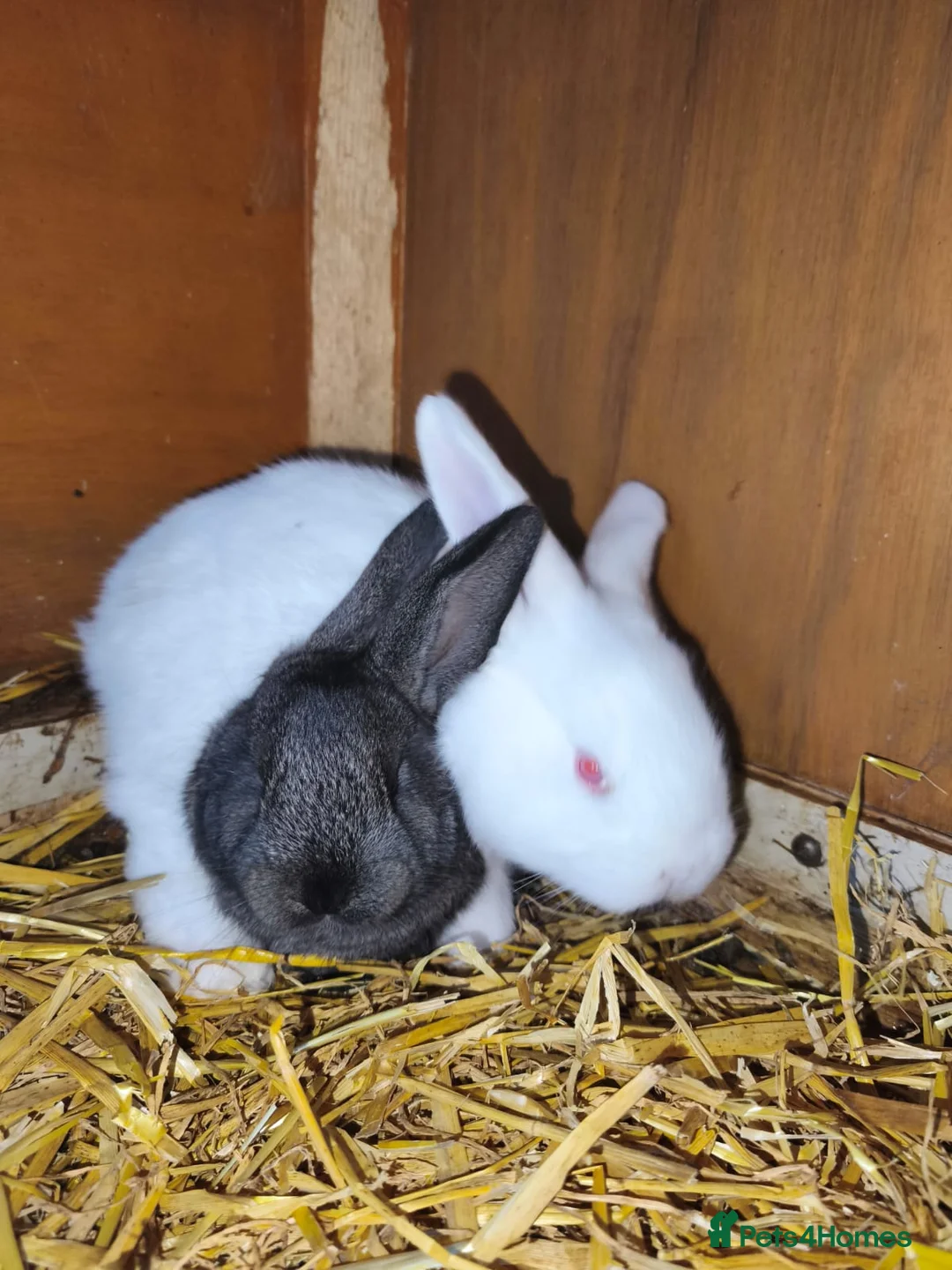 Continental Giant rabbits for sale: Continental giant baby rabbits - Advert 1