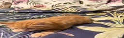 Mixed Breed cats for sale: Selling 4 beautiful kittens  - Advert 4