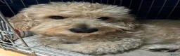 Cavapoo dogs for sale: Cavapoo available for adoption. in London - Advert 3
