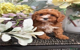 Cavapoo dogs for sale: Health tested TOY CAVAPOOS KC Parents - Image 38