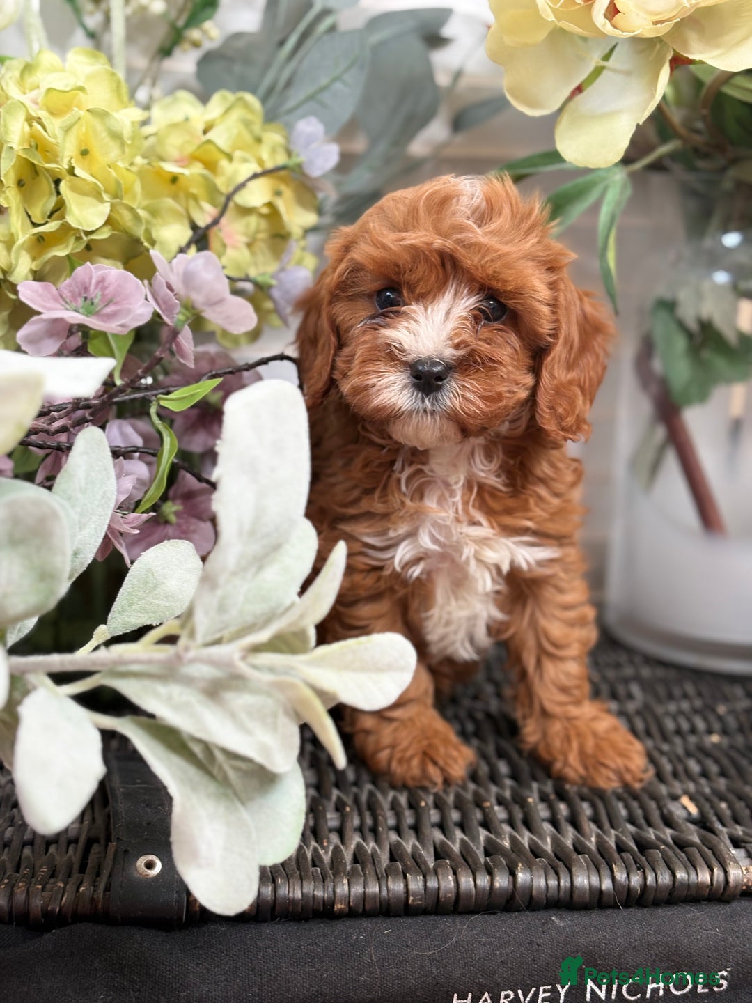 Cavapoo dogs for sale: Health tested TOY CAVAPOOS KC Parents - Image 38