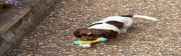 English Springer Spaniel dogs for sale: Working springer spaniels in Pewsey - Advert 10
