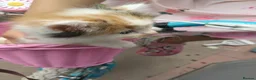 Siberian cats for sale: Adorable Siberian kittens - Advert 6