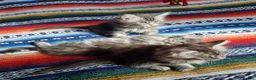 Maine Coon cats for sale: Classic Tabby Maine Coon Kittens  - Advert 1