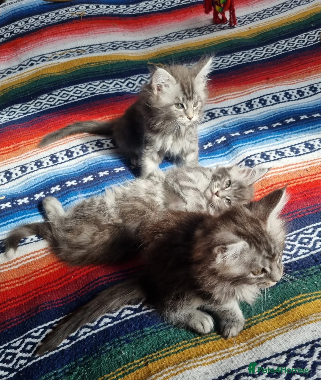 Maine Coon cats for sale: Classic Tabby Maine Coon Kittens  - Advert 1