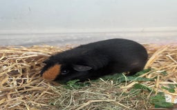 Guinea Pig rodents for sale: 2 female guinea pigs for sale  - Image 2