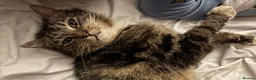 Mixed Breed cats for sale: Forever Home Needed - Advert 6