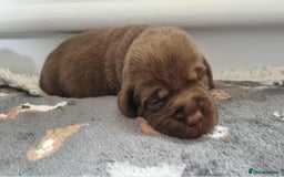 Labrador Retriever dogs for sale: Beautiful pedigree labrador puppies  - Image 40