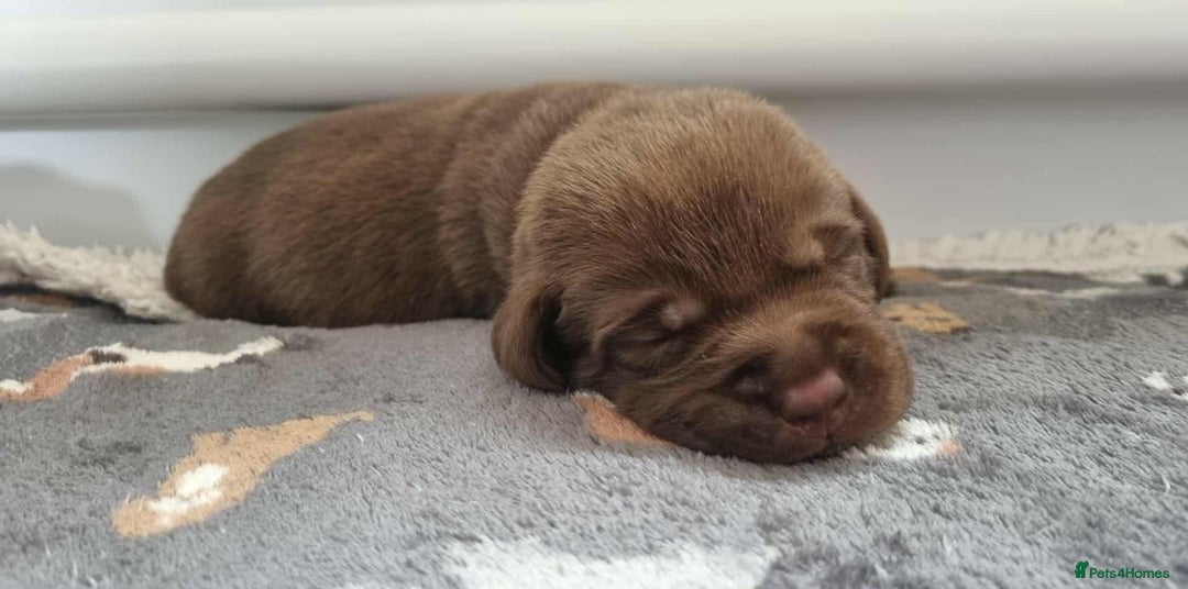 Labrador Retriever dogs for sale: Beautiful pedigree labrador puppies  - Image 40