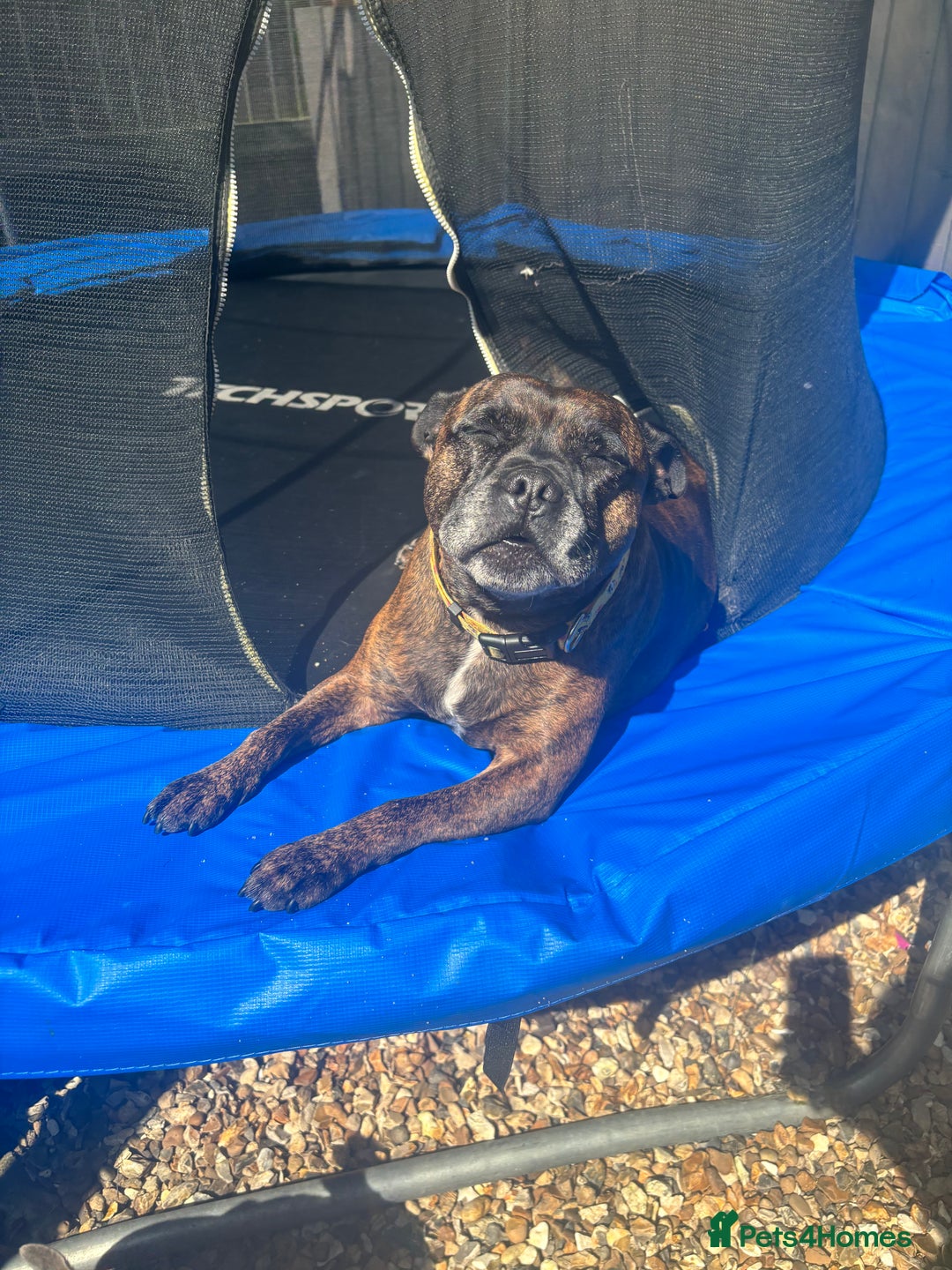 Staffordshire Bull Terrier dogs for sale: 2 Staffy Sisters  - Advert 2