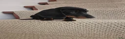 Miniature Dachshund dogs for sale: Miniature Dachshund.Fully vaccinated.Ready t leave - Advert 15