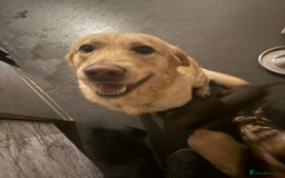 Labrador Retriever dogs for sale: 2 girls 5 boys both vaccinations paid for! - Advert 6