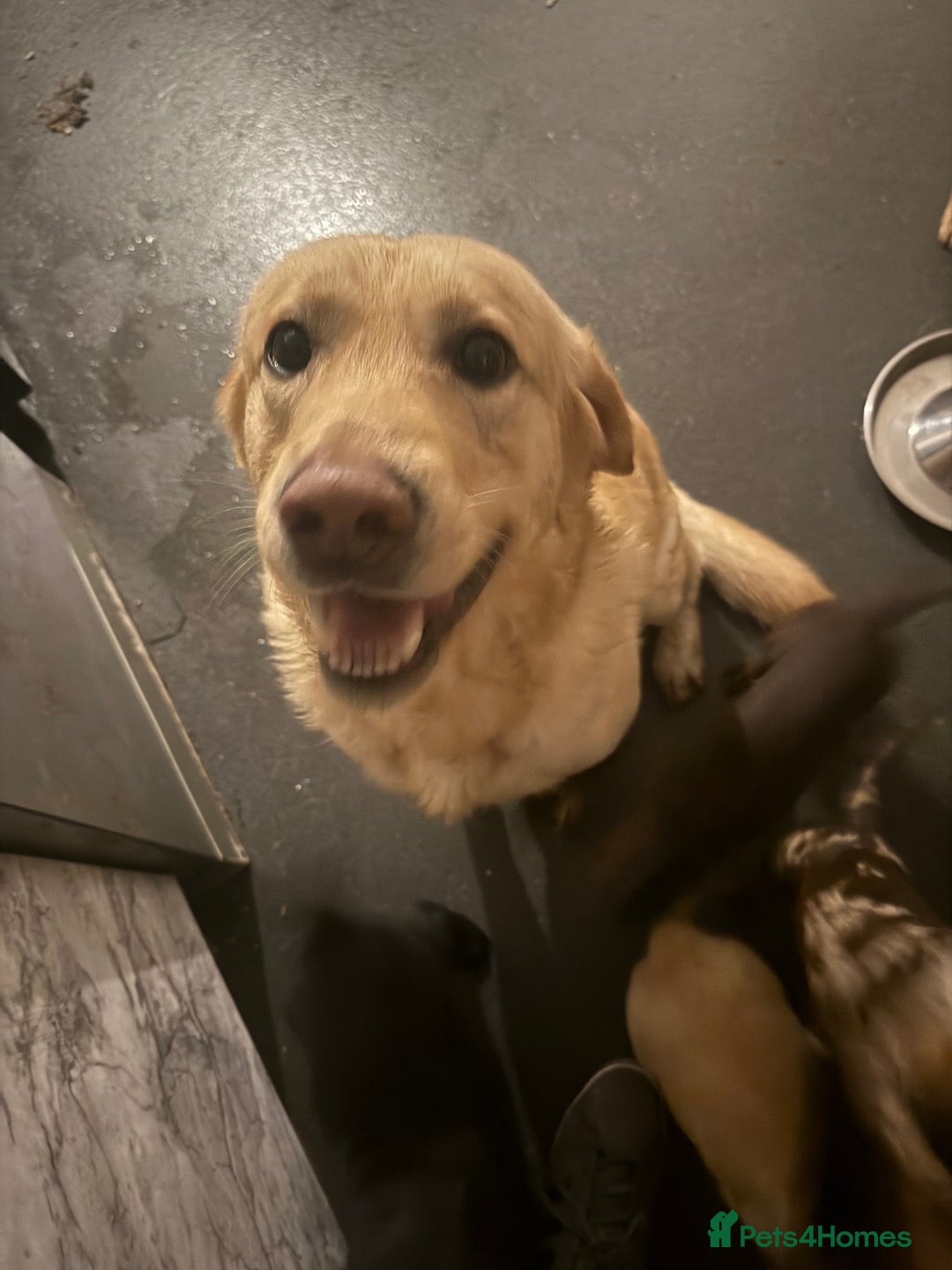 Labrador Retriever dogs for sale: 2 girls 5 boys both vaccinations paid for! - Advert 6