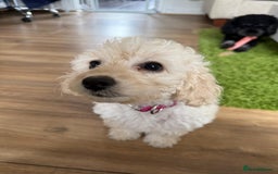 Cockapoo dogs for sale: Beautiful Champagne Cockapoo Girl - 13 weeks old - Image 8