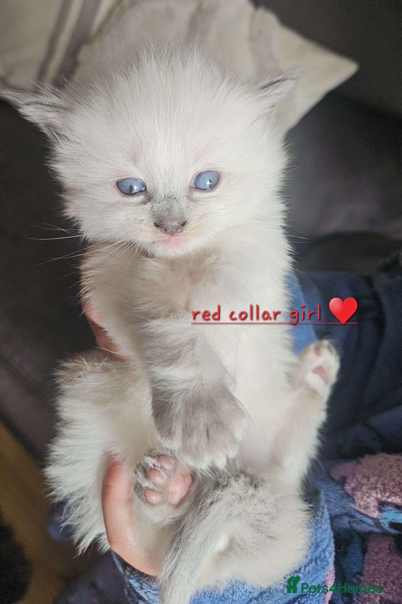 Ragdoll cats Ragdoll kittens *1 girl left* - Advert 16