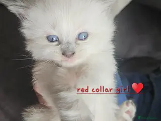 Ragdoll cats Ragdoll kittens *1 girl left* - Advert 14