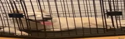 Siberian Husky dogs for sale: 10 month husky male  in London - Advert 5