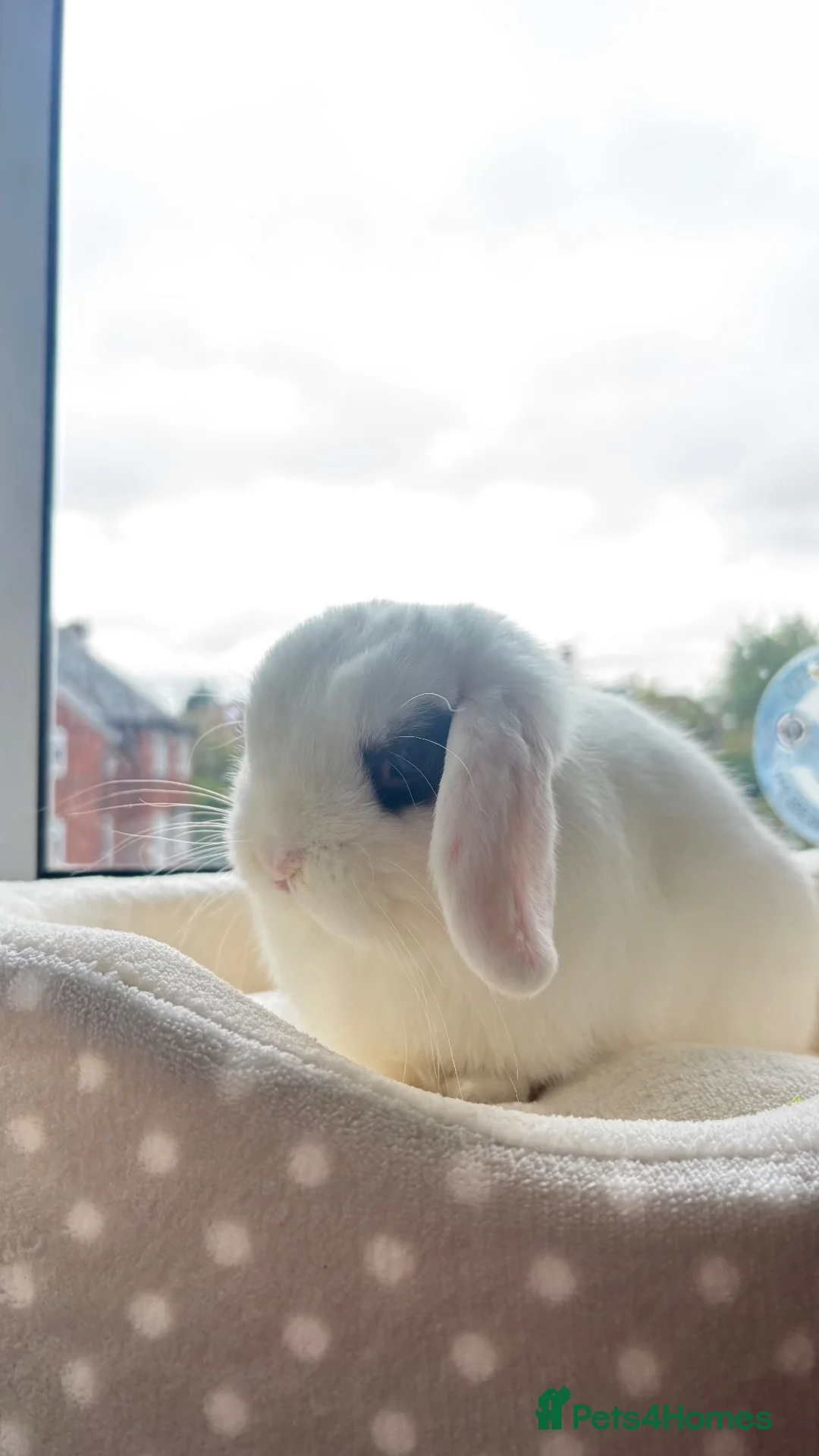 Mini Lop rabbits for sale: Bunny for sale in Leeds - Advert 3