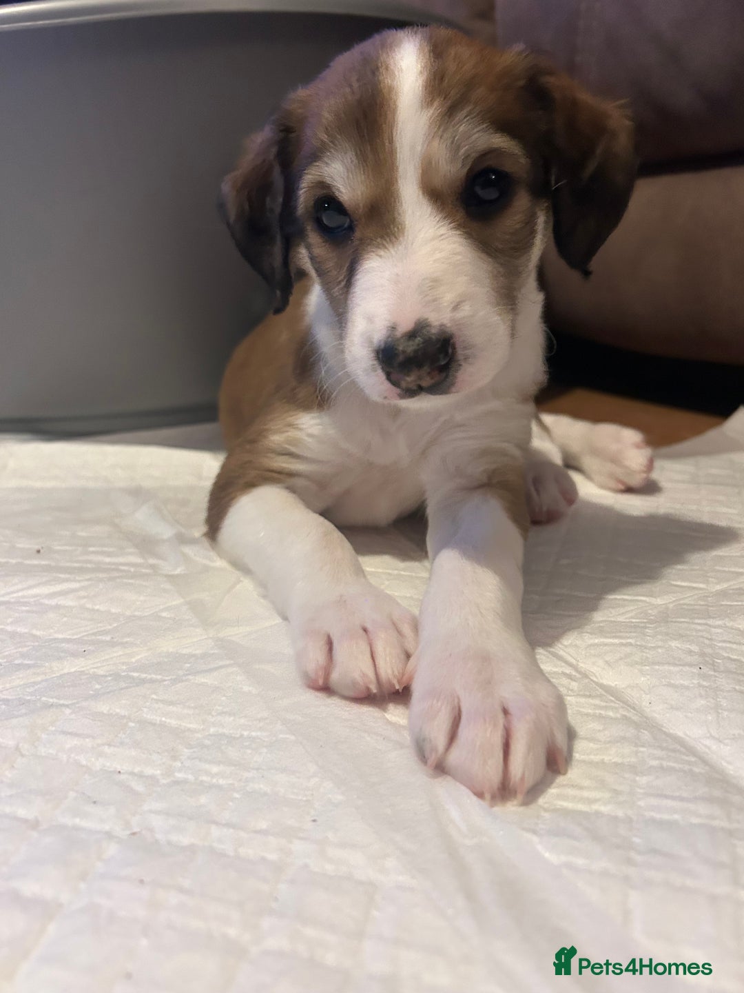 Mixed Breed dogs for sale: Stunning saluki cross Norfolk Wolly  lurcher  - Advert 9