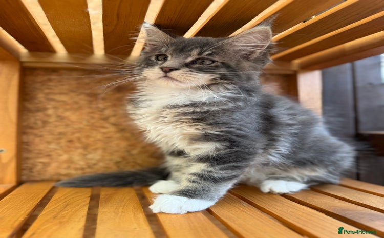 Maine Coon cats - Advert 12
