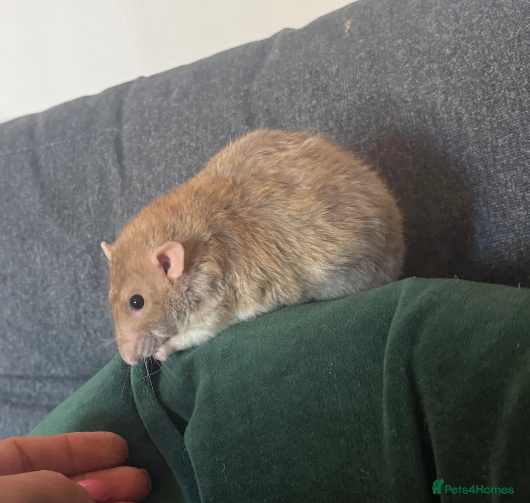 Rat rodents for sale: 1 yr old very friendly rat looking for new family  - Advert 1
