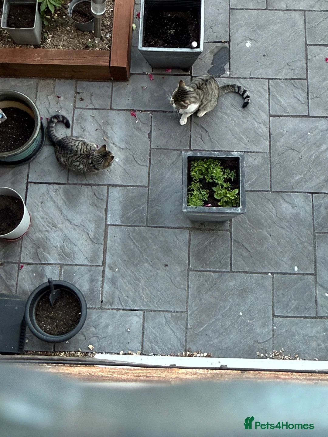 Mixed Breed cats for sale: 3 mixed tabby kittens for sale!  - Advert 1
