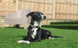 Mixed Breed dogs for adoption: Delightful Dolly - Image 34