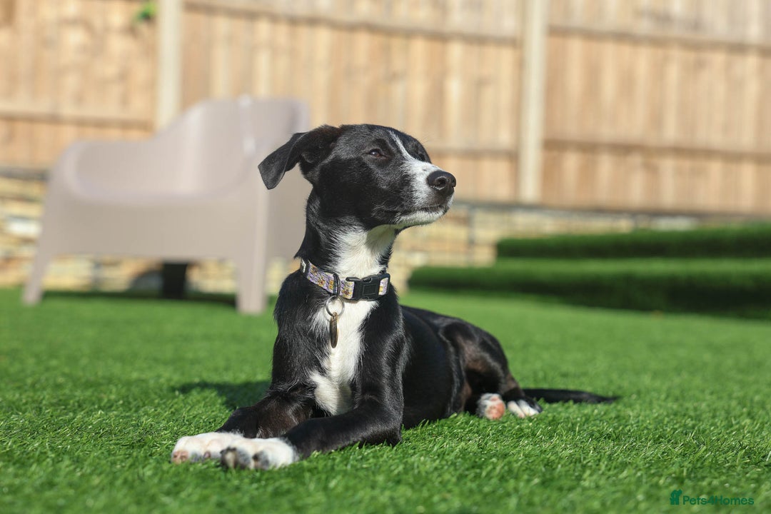 Mixed Breed dogs for adoption: Delightful Dolly - Image 34