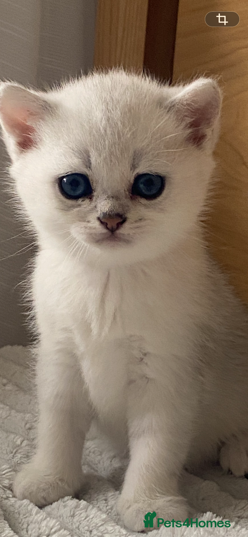 British Shorthair Kitten 5