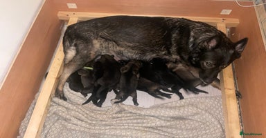 German Shepherd dogs - Advert 13