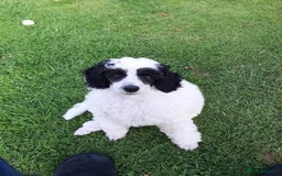 Toy Poodle dogs for stud: Tri Coloured Toy and Miniature studs in Northallerton - Image 23