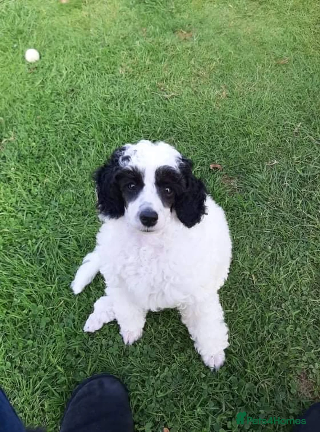 Toy Poodle dogs for stud: Tri Coloured Toy and Miniature studs in Northallerton - Advert 23