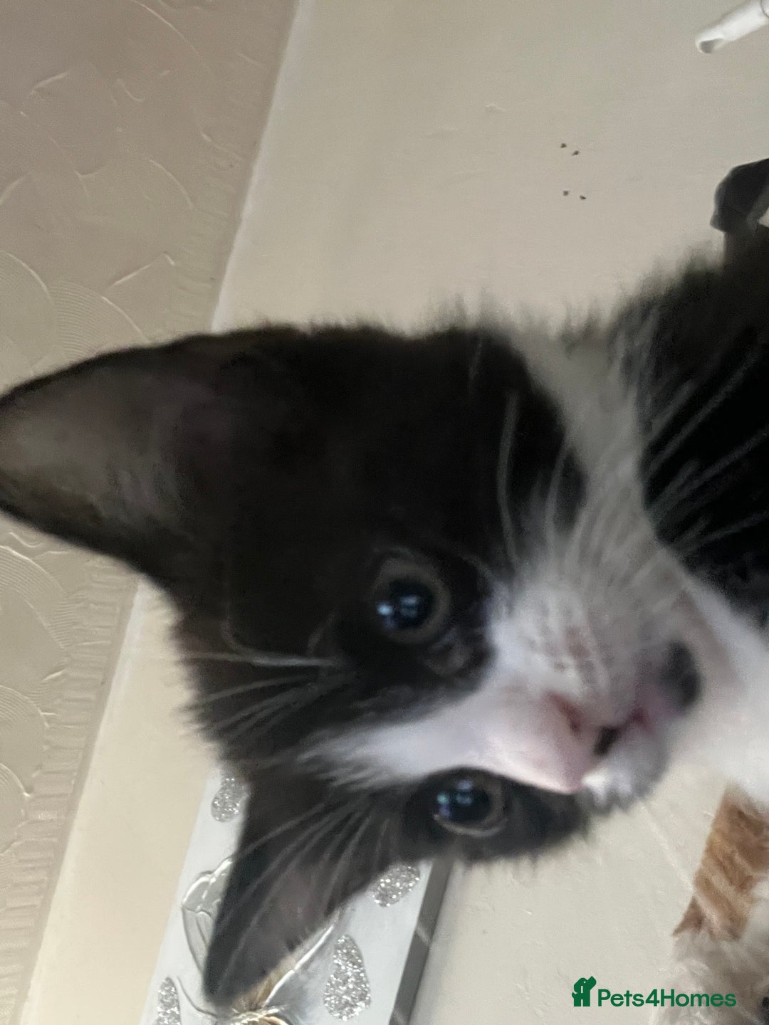 Mixed Breed cats for sale: 4 kittens ready to go now  - Image 2