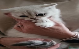 Scottish Fold cats for sale: last beautiful scottish fold boy - Image 4
