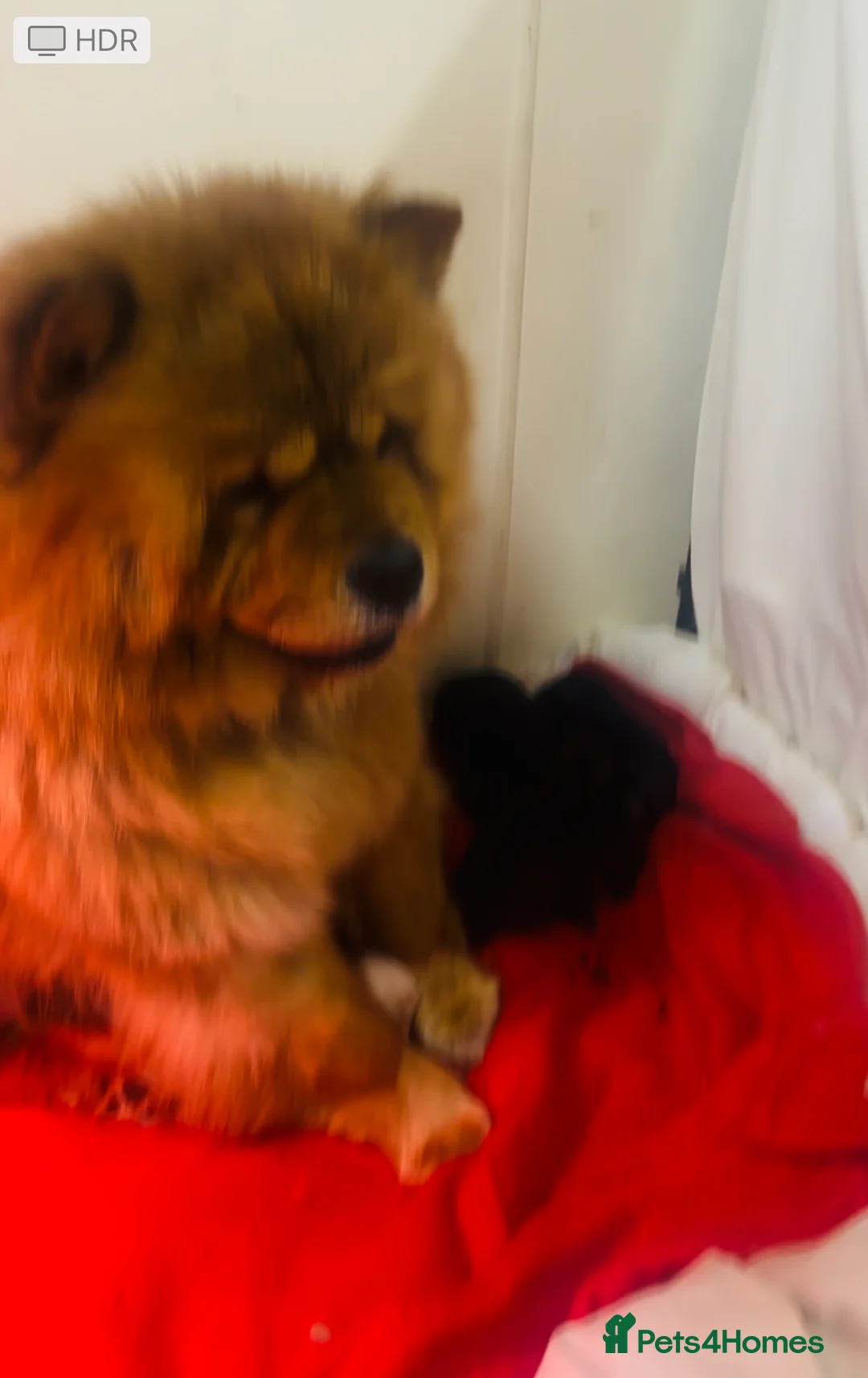 Mixed Breed dogs for sale: Wow real life teddy bears 🧸  - Advert 17