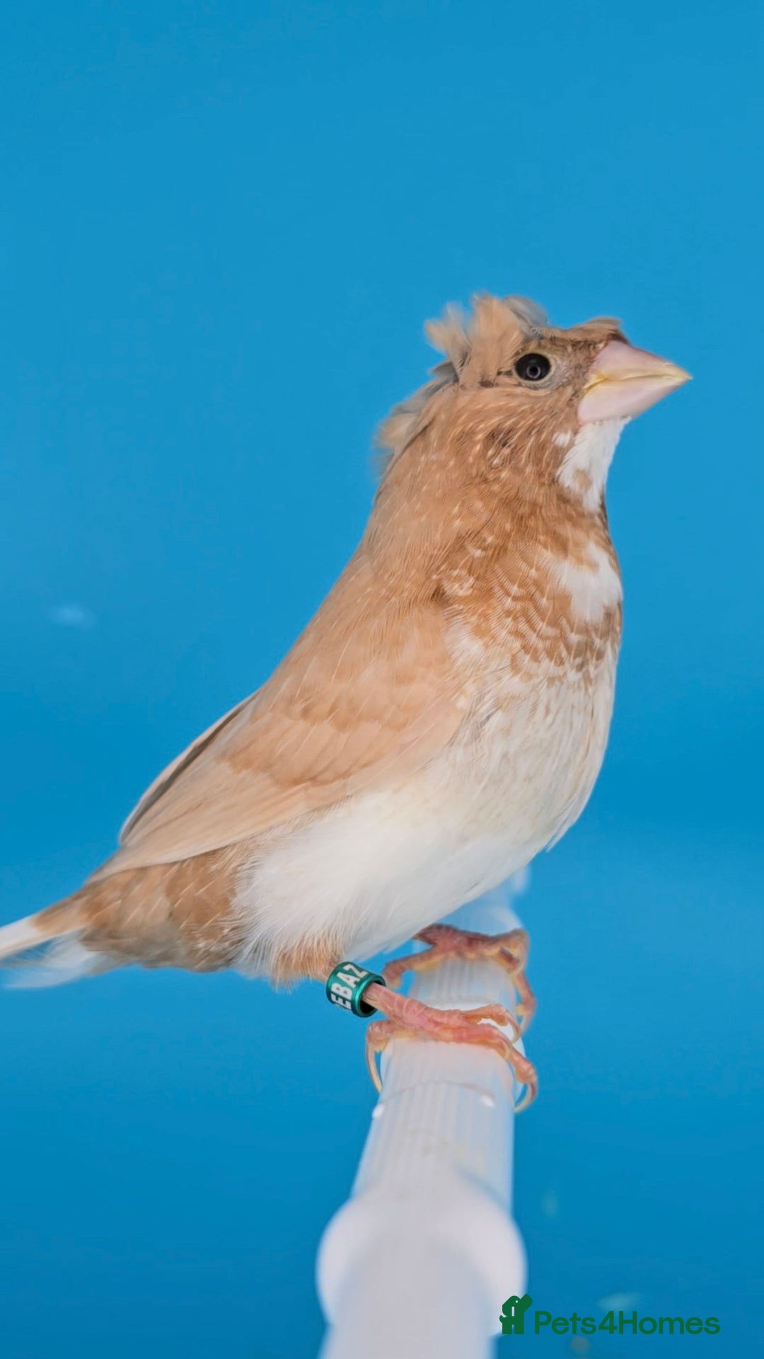 Finches birds for sale: Bengalese finches  - Advert 19