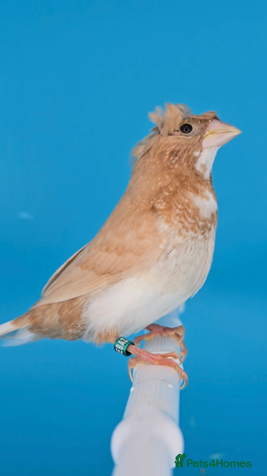 Finches birds for sale: Bengalese finches  - Advert 2