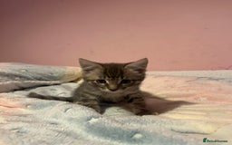 Bengal cats for sale: Bengal x Ragdoll Kittens - Advert 17