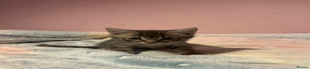 Ragdoll x Bengal Kitten 3