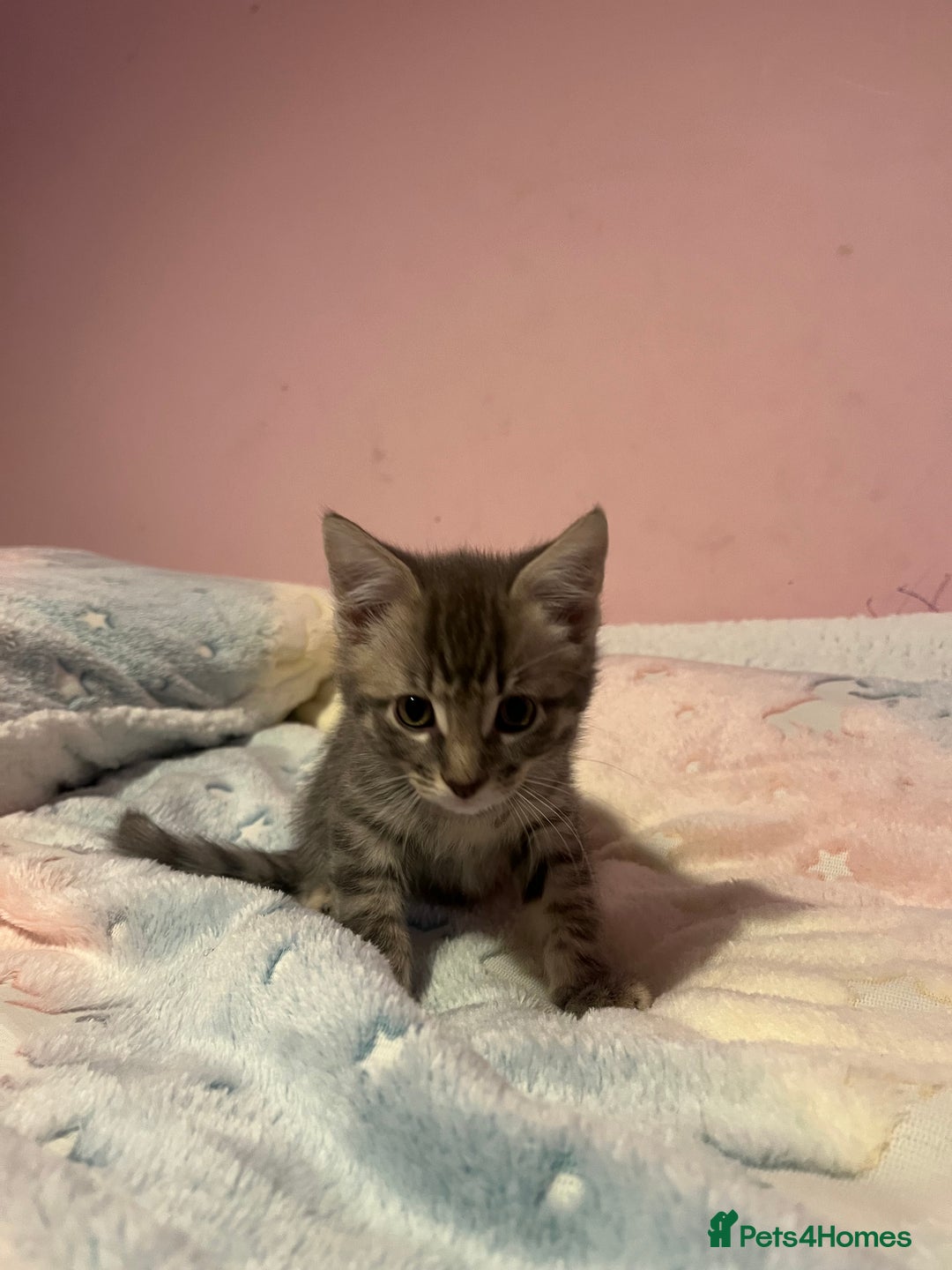 Bengal cats for sale: Bengal x Ragdoll Kittens - Advert 17