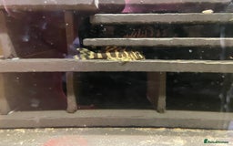 Plecos fish for sale: L134 leopard frog pleco juveniles - Image 6