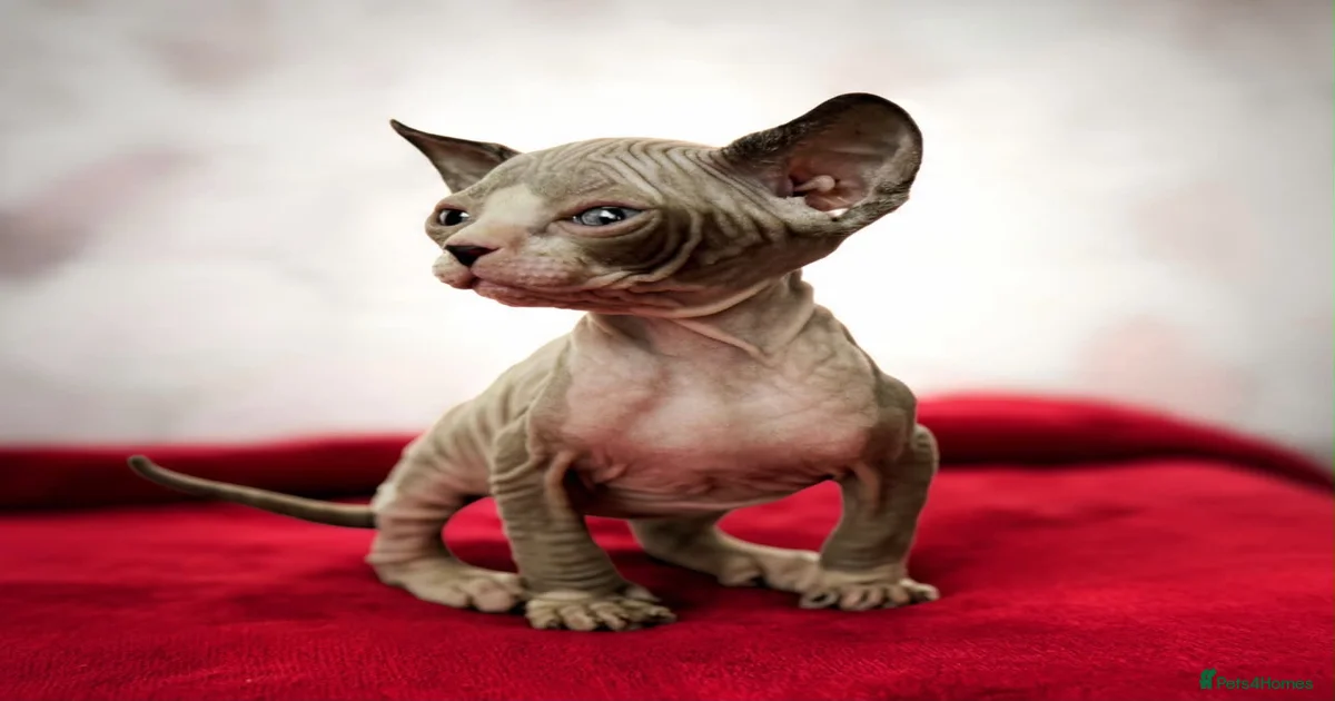 All black Sphynx Kittens for sale | Pets4Homes