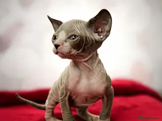 Sphynx cats Canadian sphynx kittens - Advert 2
