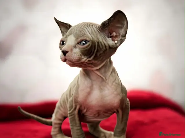 Sphynx cats for sale: Canadian sphynx kittens - Advert 14