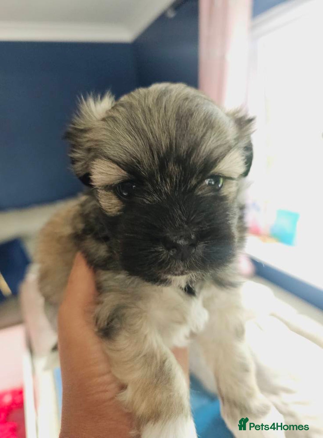 Lhasa Apso dogs for sale: Beauitiful Pure Breed Lhasa Apso - Image 17